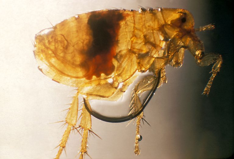 Plague flea Xenopsylla cheopis — educational image for how plague can spread via fleas