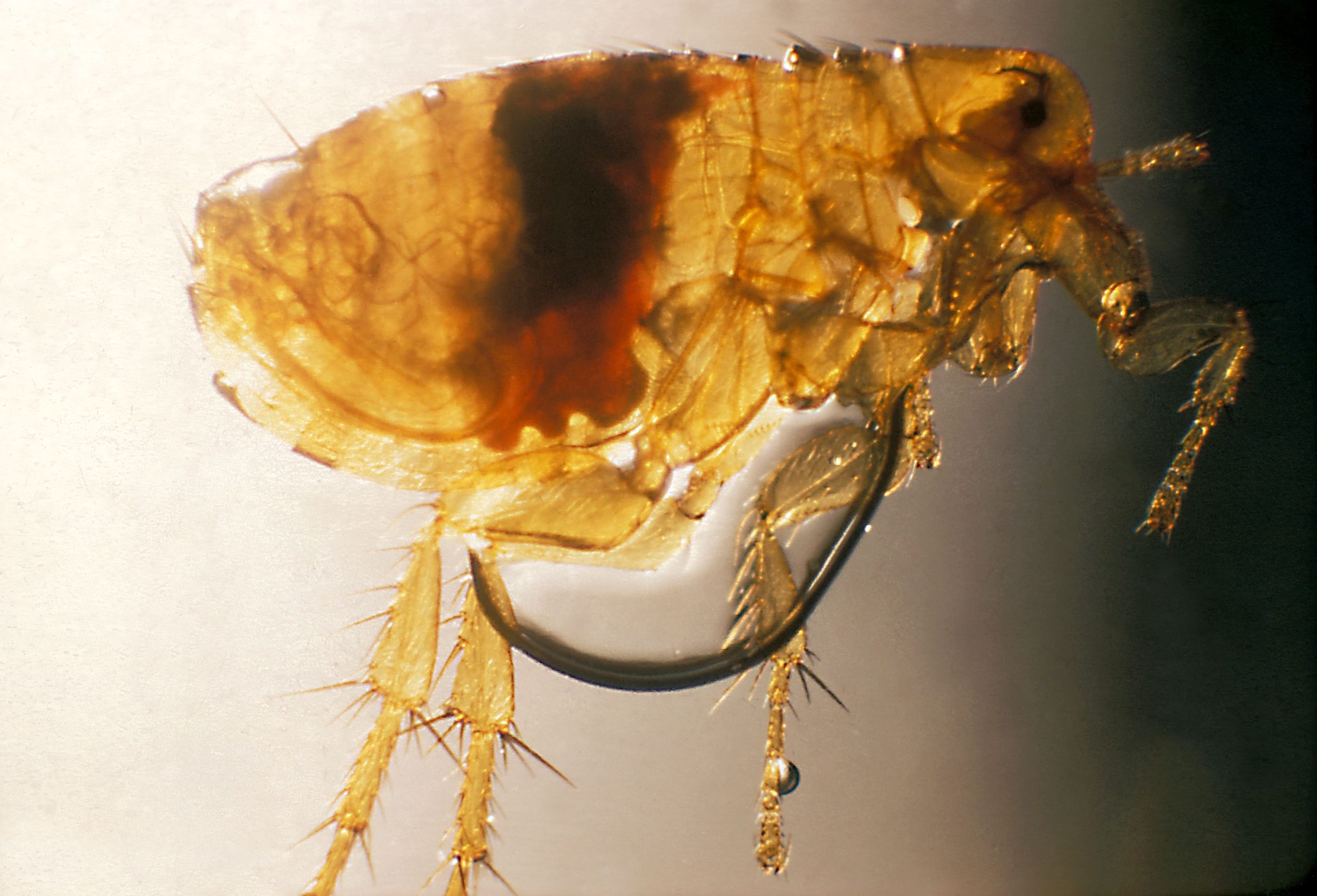 Plague flea Xenopsylla cheopis — educational image for how plague can spread via fleas