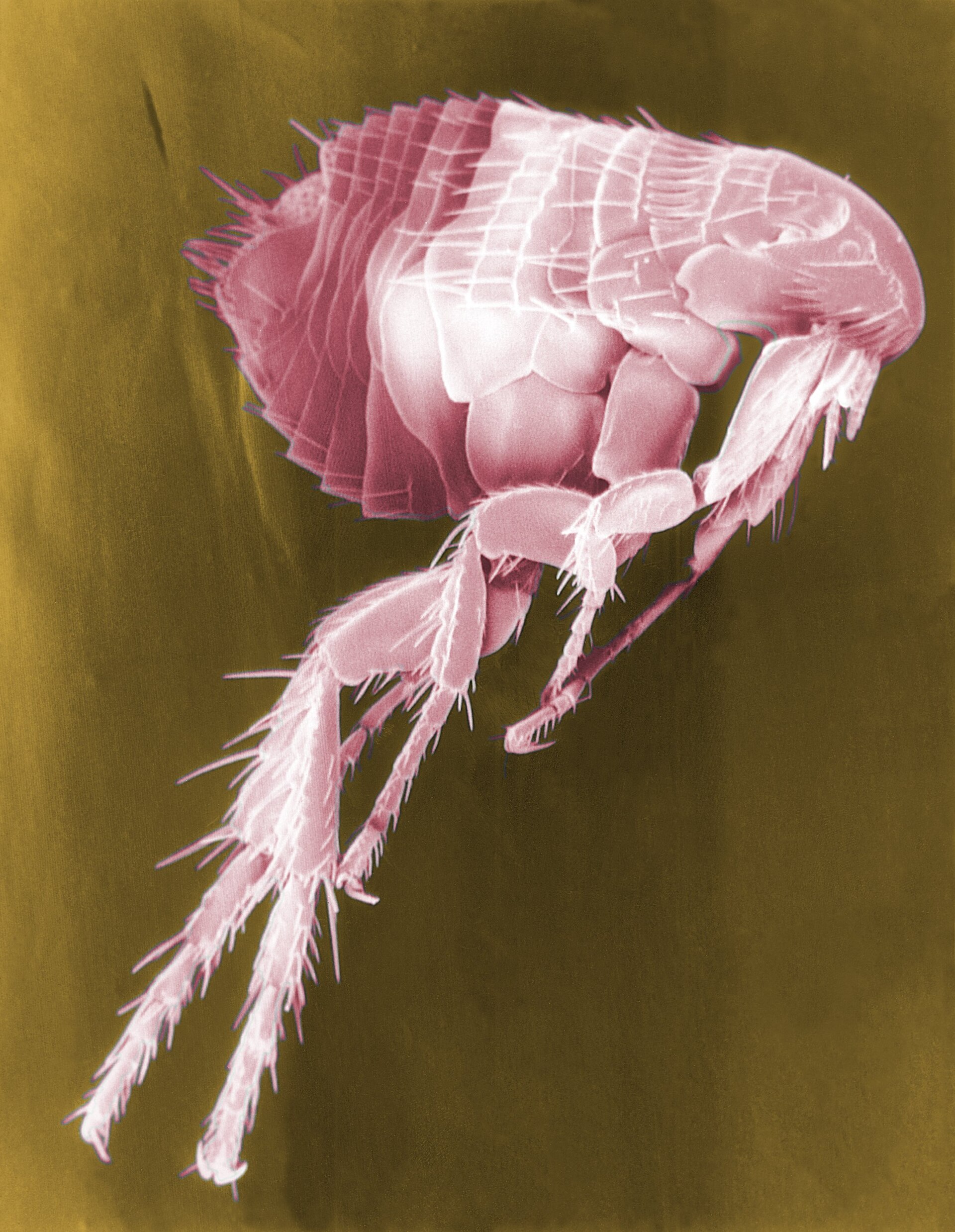 False-color scanning electron micrograph of a flea, used to illustrate plague vector biology