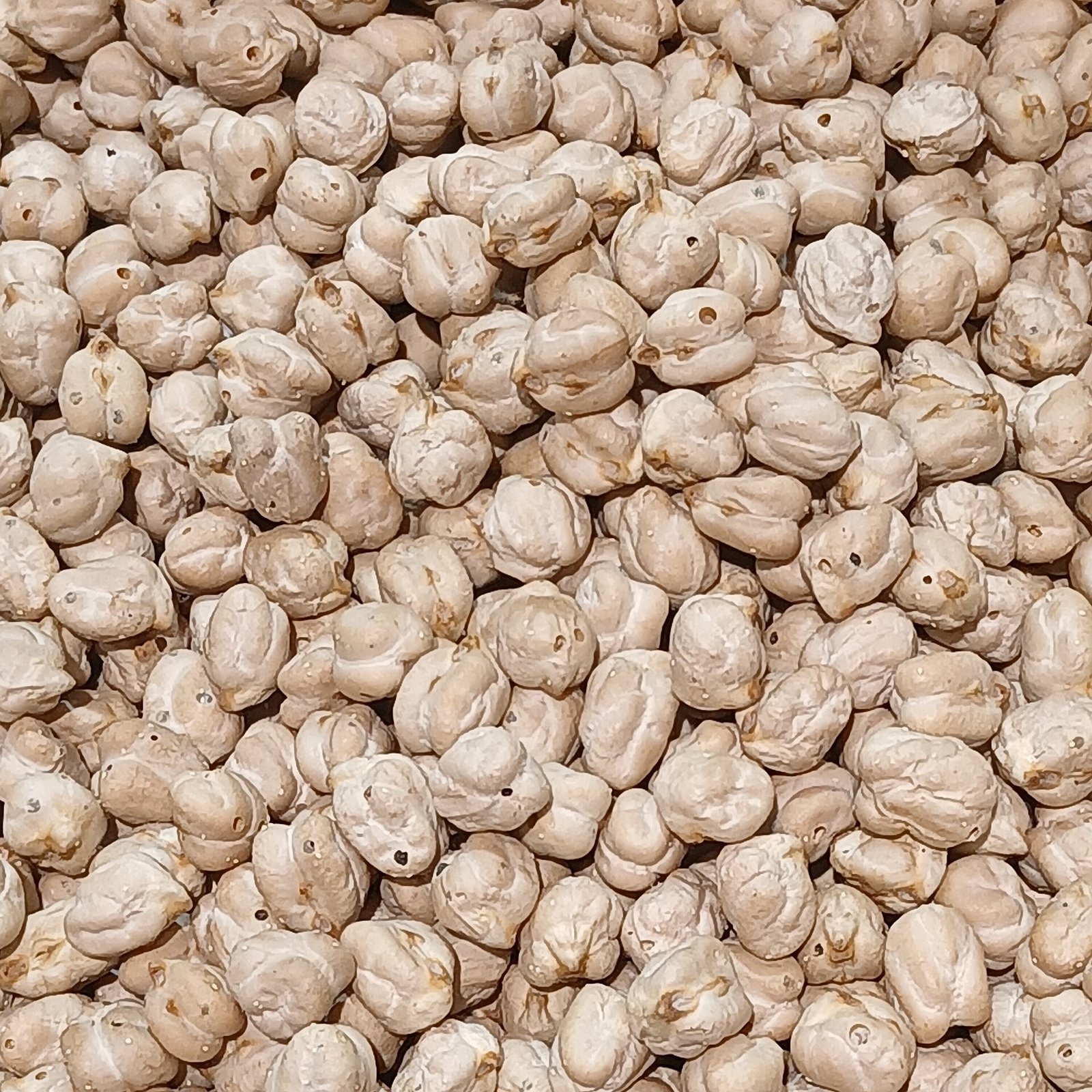 Dried chickpeas, a legume staple in a Mediterranean-style endometriosis diet