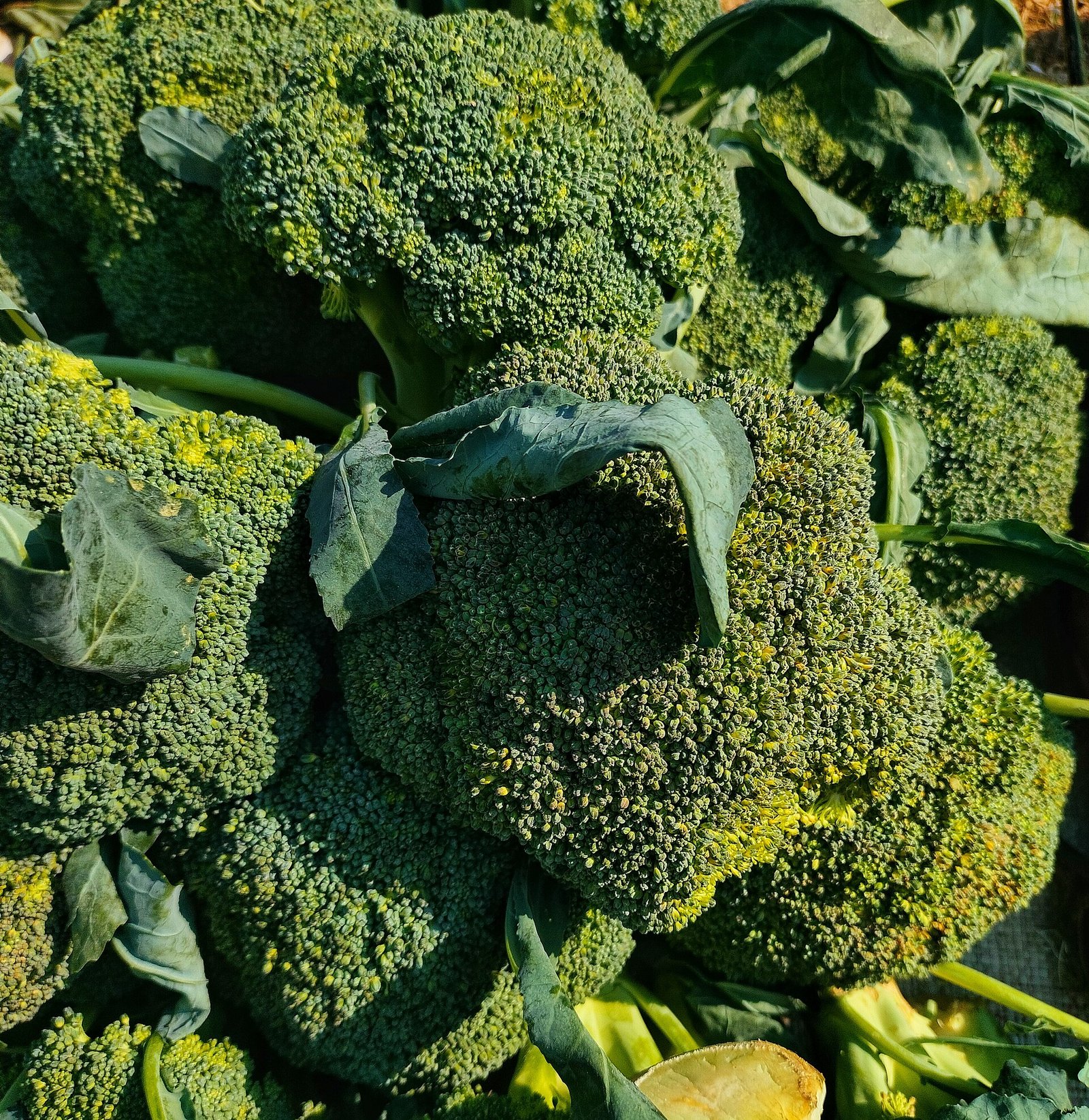 Fresh broccoli, a cruciferous vegetable often suggested in an endometriosis diet