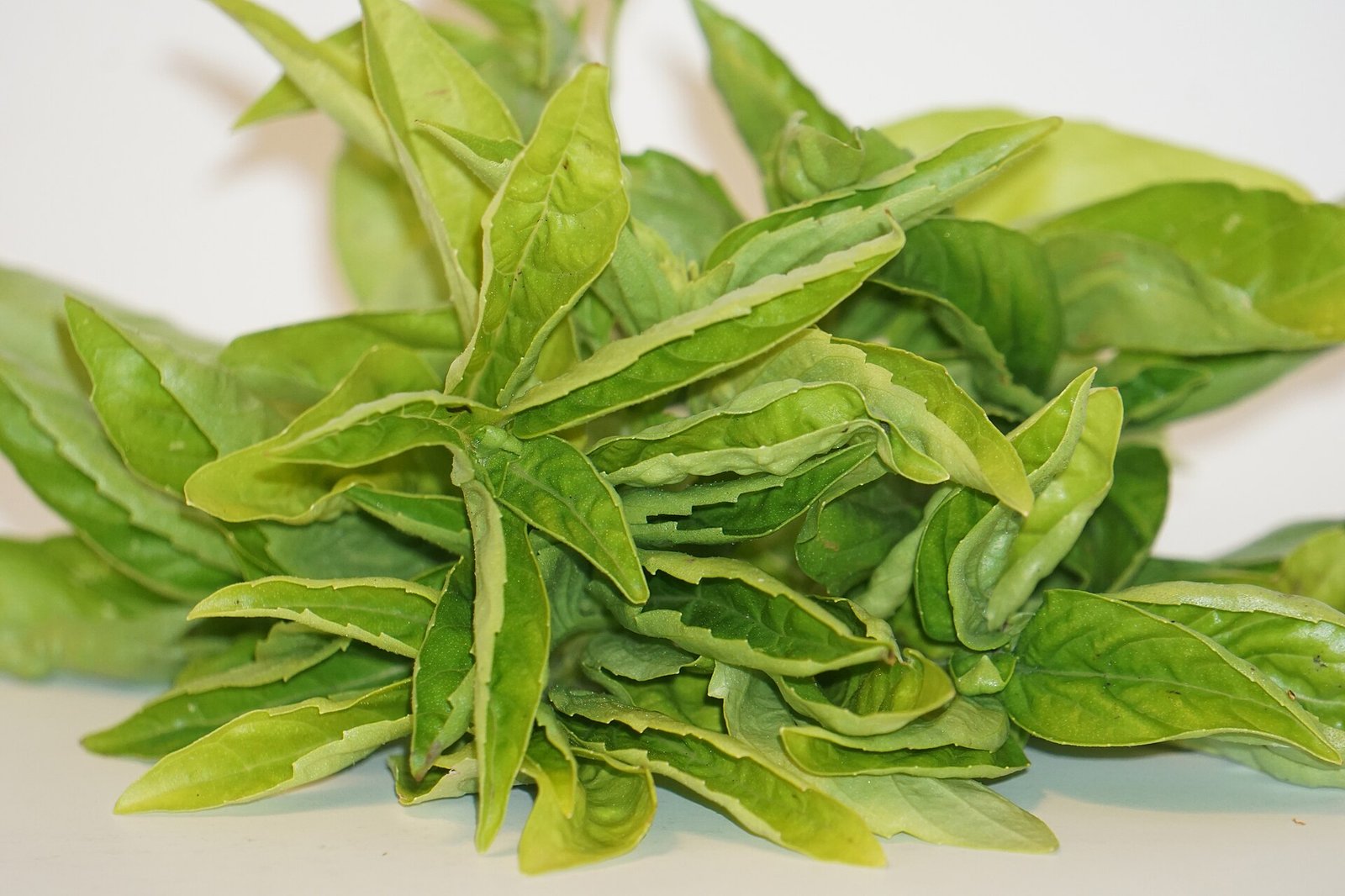 Fresh basil, an herb used for salt-free flavor in a low-sodium heart failure diet