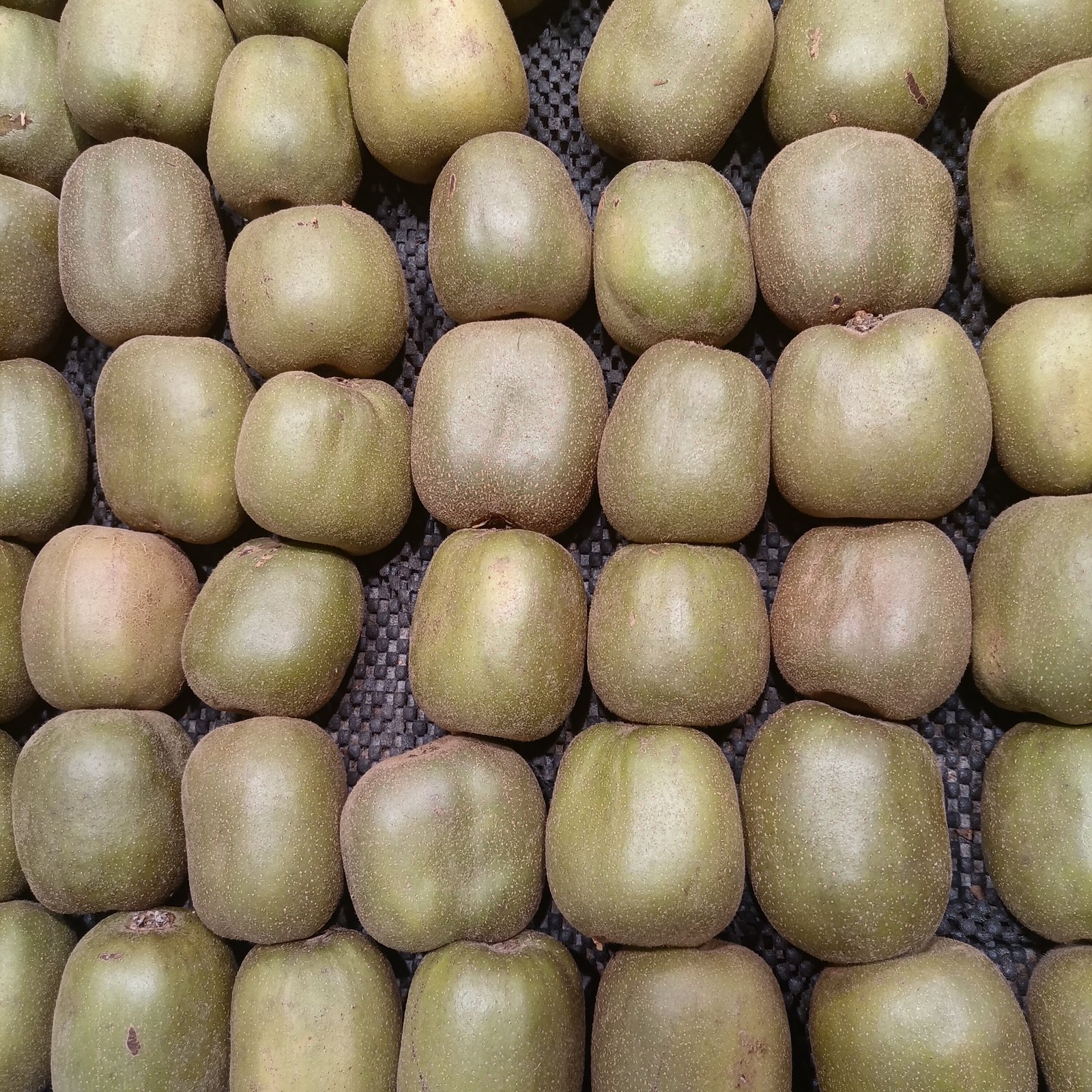 Kiwifruit, an example of a light bedtime snack in an insomnia diet