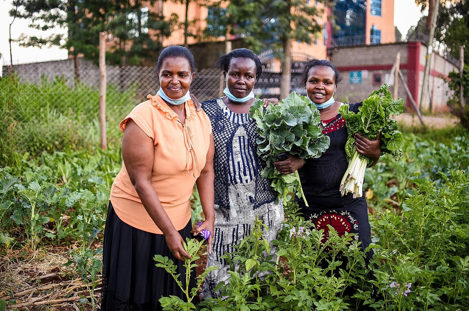 Fresh spinach and kale harvest, leafy greens for nonheme iron with vitamin C pairing