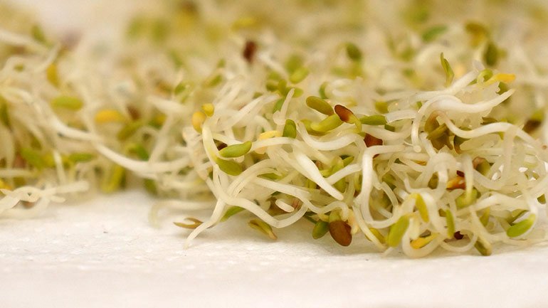 Alfalfa sprouts, a food often recommended to avoid on a lupus diet