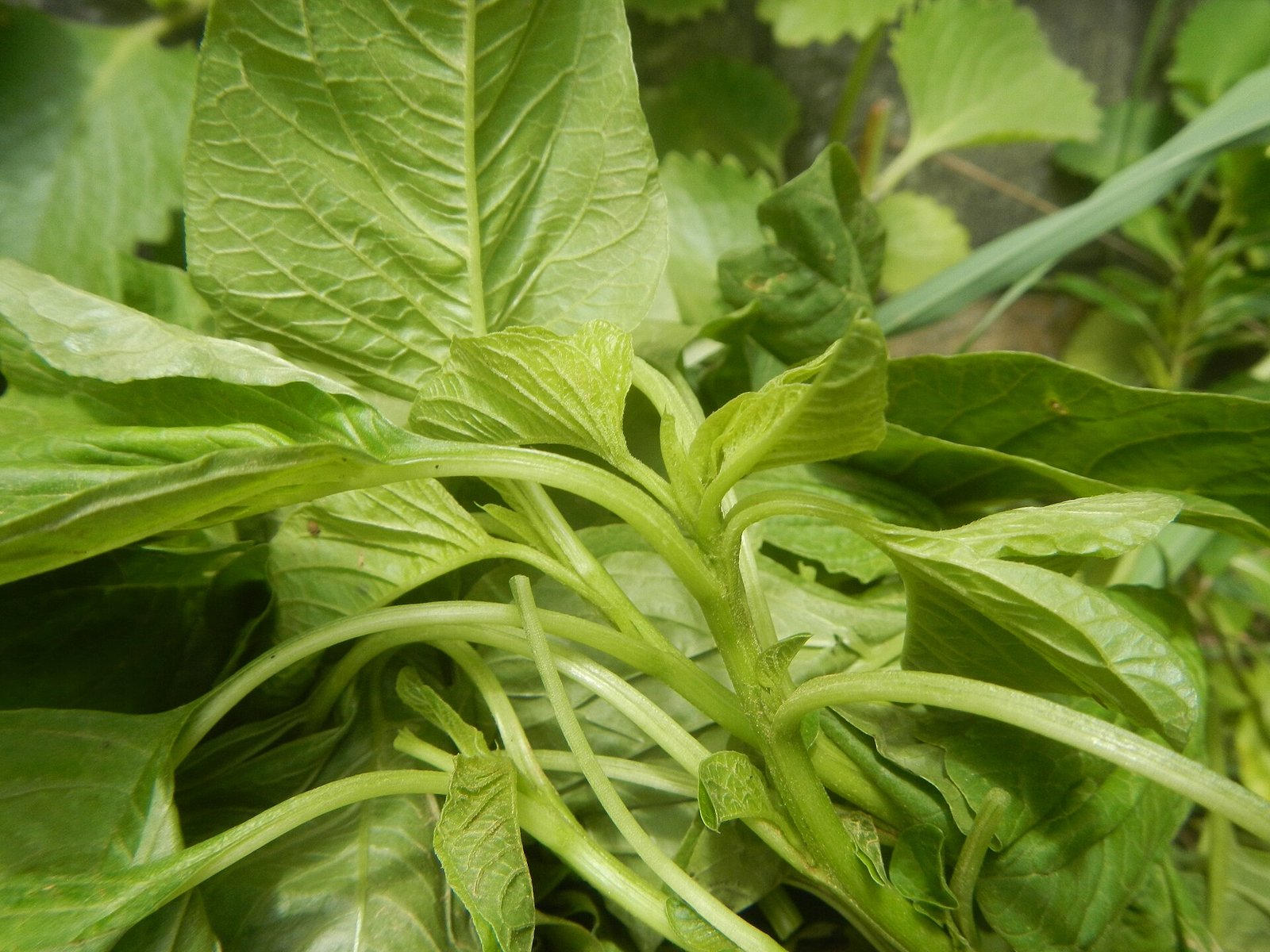 Fresh spinach leaves, a magnesium and riboflavin food source in a migraine diet
